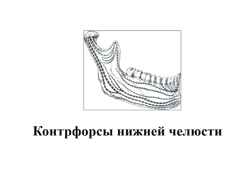 Контрфорсы нижней челюсти